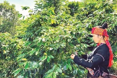 Thu hoạch cà-phê từ những vườn cà-phê xen cây rừng tại xã Hướng Phùng, tỉnh Quảng Trị.