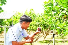 Ngành nông nghiệp Cần Thơ đưa ra nhiều khuyến cáo kỹ thuật đối với từng nhóm cây trồng.