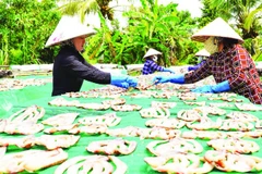 Phơi khô cá lóc tại cơ sở khô cá Như Hằng.