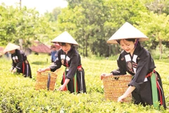 Các cô gái người Cao Lan tại bản Ven hái chè phục vụ du khách trải nghiệm.