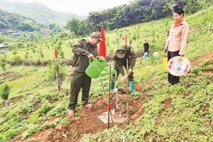 Nông dân xã Quài Nưa chủ động trồng cây mắc-ca trên các diện tích đất nương bạc màu.