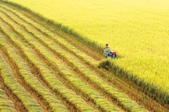 Nông dân Đồng bằng sông Cửu Long dần chuyển đổi sang phương thức canh tác thông minh nhằm thích ứng với biến đổi khí hậu. 