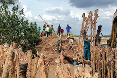 Xã Quới Thiện huy động phương tiện, lực lượng tại chỗ gia cố đoạn đê bao bị vỡ tại cồn Thanh Long.