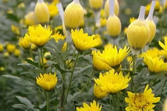 [Video] Sắc xuân rộn ràng trên những cánh đồng hoa Tây Tựu