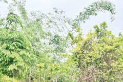 Người dân bản Phụ Mẫu trồng vườn rừng 7 tầng ở Suối Piu. Ảnh: Pv