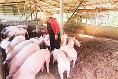 Việc nuôi lợn an toàn sinh học tại các hộ chăn nuôi nhỏ lẻ là khả thi. (Nguồn: H&D J.S.C)