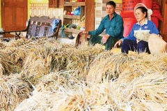 Người dân miền Tây Nghệ An bị thiệt hạ về lúa nặng do lũ lớn. (Ảnh: Nguyễn Phê) 