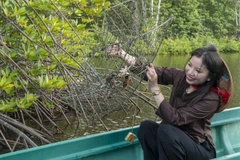 Tham gia Ngày hội Cua Cà Mau, du khách sẽ được trải nghiệm dỡ lợp cua tại các khu du lịch cộng đồng.