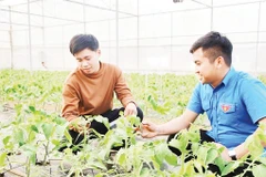 Mô hình trồng cà chua trong nhà lưới của HTX Thanh niên Mộc Châu. Ảnh: Báo Sơn La