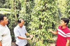 Trồng hồ tiêu được nhiều hộ dân lựa chọn để phát triển kinh tế.