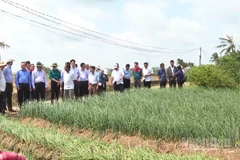 Chuyên gia và lãnh đạo thành phố Cần Thơ tham quan mô hình trồng hành tím tại phường Vĩnh Châu.