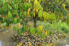 Nhiều cây sầu riêng của nhà vườn có khả năng chết dần.