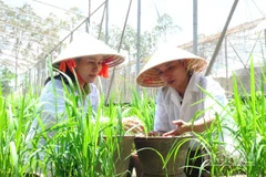 Nhà khoa học tại Viện lúa đồng bằng sông Cửu Long đang thực nghiệm nghiên cứu giống lúa.