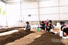 Tận dụng phế, phụ phẩm nông nghiệp để sản xuất phân hữu cơ bón cho cây trồng.