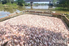 Nhiều hộ nuôi cá điêu hồng trong lồng bè tại thành phố Cần Thơ chết hàng loạt.