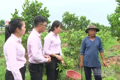 Cán bộ Phòng giao dịch Ngân hàng Chính sách Xã hội thăm mô hình hộ vay vốn đầu tư sản xuất nông nghiệp.