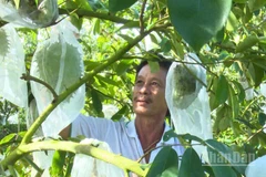 Ông Ngô Văn Nhiều, thành viên Hợp tác xã Mãng cầu xiêm Hòa Mỹ, thành phố Cần Thơ chăm sóc vườn mãng cầu xiêm.