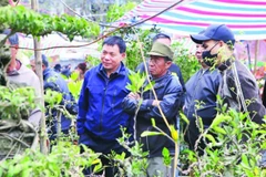 Người dân nhiều địa phương về chợ Viềng mua bán cây cảnh dịp đầu năm.