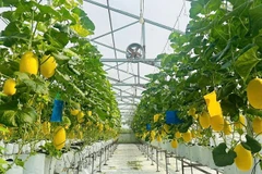 Từ mảnh đất cằn cỗi trở thành nhà lưới lúc lỉu quả ngọt, sạch, chất lượng.