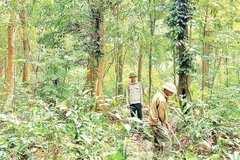 Bảo vệ và phát triển rừng chính là góp phần xanh hoá trái đất. (Ảnh; HƯƠNG GIANG, BÁO NHÂN DÂN).