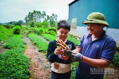 Vào những năm 70 của thế kỷ trước, sâm Nam núi Dành gần như cạn kiệt. Những giai thoại của đặc sản này chỉ còn được biết đến trong các câu chuyện truyền miệng, hoặc từ những thư tịch cổ còn sót lại, thậm chí đã dần mờ nhạt trong tiềm thức của người địa phương.