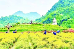 Vườn hoa bốn mùa tại Thung Nham thu hút du khách.