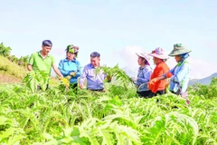 Ông Đỗ Tiến Sỹ (thứ 3 từ trái qua) thường xuyên hướng dẫn người dân kỹ thuật trồng và chăm sóc cây atisô.