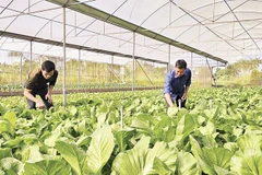 Mô hình trồng rau sạch, an toàn trong nhà lưới của gia đình anh Vũ Văn Dũng, thôn Quảng Chính 1, xã Quảng Hà.