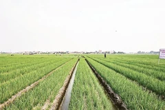 Cánh đồng trồng hành ở xã Nam An Phụ (Hải Phòng) cho thu nhập cao.