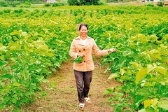 Được sự hỗ trợ của Dự án “Tôi gieo vui-She Feeds the World”, nhiều phụ nữ ở xã vùng sâu Yang Mao, tỉnh Đắk Lắk phát triển nghề trồng dâu nuôi tằm, vươn lên thoát khỏi đói nghèo.