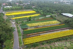 Nhiều loại hoa trên địa bàn phường Mỹ Phong (tỉnh Đồng Tháp) nở sớm nên nông dân chủ động tìm cách tiêu thụ.