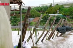 [Video] Mưa lũ gây thiệt hại nặng cho vựa rau lớn nhất Lâm Đồng