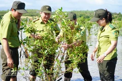 Các cán bộ ngành Lâm nghiệp tỉnh Đắk Lắk kiểm tra tốc độ phục hồi của cây đước vòi.