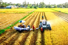 Đề án 1 triệu ha lúa phát thải thấp được kỳ vọng là hướng mở bền vững cho ngành hàng lúa gạo. 