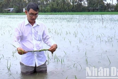 Ngành chức năng huyện Trần Văn Thời, tỉnh Cà Mau kiểm tra lúa hè thu bị ngập.