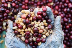Sản phẩm cà-phê được trồng ở Đắk Lắk. (Ảnh: Tuấn Anh/TTXVN)