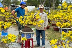 Chợ hoa Tết Bính Ngọ 2026 tại Đà Nẵng sẽ có 277 lô hoa.