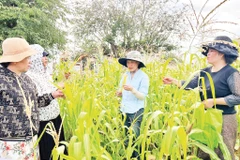 Bà con nông dân tại Khánh Hòa được tham gia các Lớp học Đồng ruộng về Quản lý Đất và Sinh khối do UBND tỉnh, Bộ Nông nghiệp và Môi trường, kết hợp với các tổ chức phi chính phủ tổ chức. Nguồn: UNDP Việt Nam