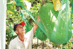 Ông Lê Bá Biên bên vườn bí đao khổng lồ.