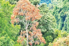 Cây ươi được phân bố hầu hết ở các huyện miền núi của thành phố Đà Nẵng.