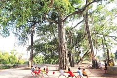 Vẻ đẹp cây đa ở thôn Cần Kiệm, xã Hạ Bằng. Ảnh: LÊ BÍCH