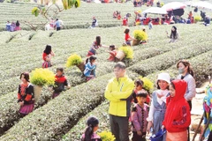 Đồi chè Mộc Châu hút khách. Ảnh: Nam Anh