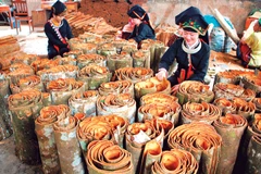 Niềm vui được mùa quế. Ảnh: THANH SƠN