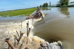 Vỡ đê bao ở xã Tuyên Bình (Tây Ninh) làm 158ha lúa 70 ngày tuổi ngập chìm trong nước.
