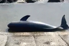 Con cá voi chết dạt vào bờ biển Cảnh Dương, xã Hòa Trạch, tỉnh Quảng Trị. (Ảnh: ND)