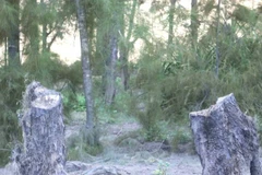 Nhiều cây phi lao hàng chục năm tuổi chắn gió bão ven biển bị chặt phá trái phép ở xã Hòa Trạch, tỉnh Quảng Trị.