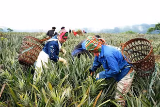 Người dân thu hoạch dứa ở Tân Uyên. (Ảnh TRẦN TUẤN)