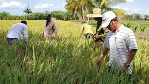 Tiến sĩ Trần Vũ Hải (ngoài cùng bên phải) đang hướng dẫn nông dân Cuba khử lúa lẫn trên ruộng giống.
