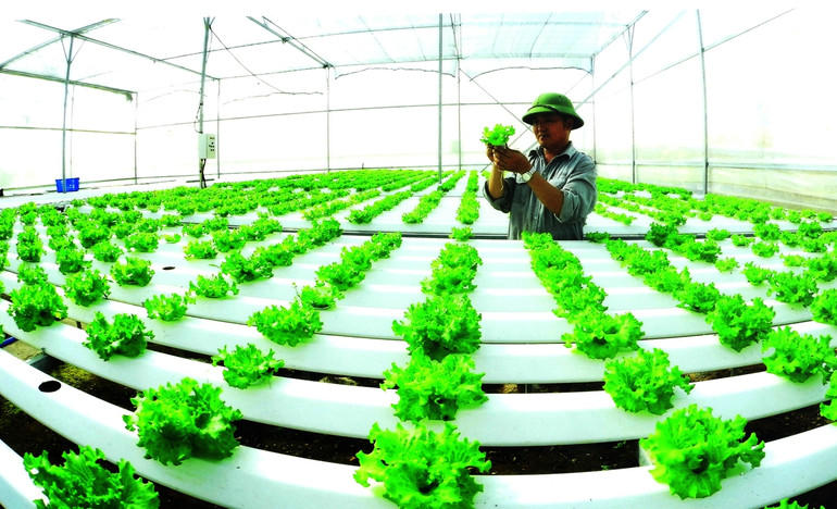 Ứng dụng công nghệ, kỹ thuật cao vào sản xuất nông nghiệp ở Hòa Vang. Ứng dụng công nghệ, kỹ thuật cao vào sản xuất nông nghiệp ở Hòa Vang.