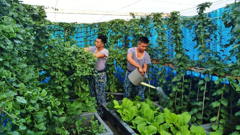 Tăng gia sản xuất rau xanh trên đảo Trường Sa.